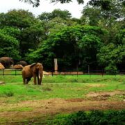 Sri Chamarajendra Zoological Gardens – Mysuru Zoo