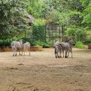 Sri Chamarajendra Zoological Gardens – Mysuru Zoo