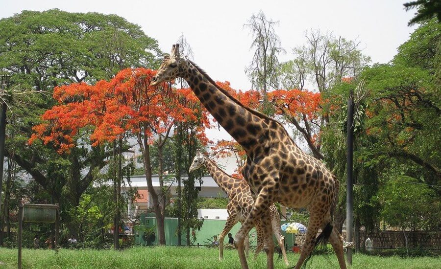 Sri Chamarajendra Zoological Gardens (Mysuru Zoo) - MYSURU - All about  Mysore