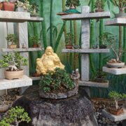 Kishkindha Moolika Bonsai Garden 10 bxmysuru